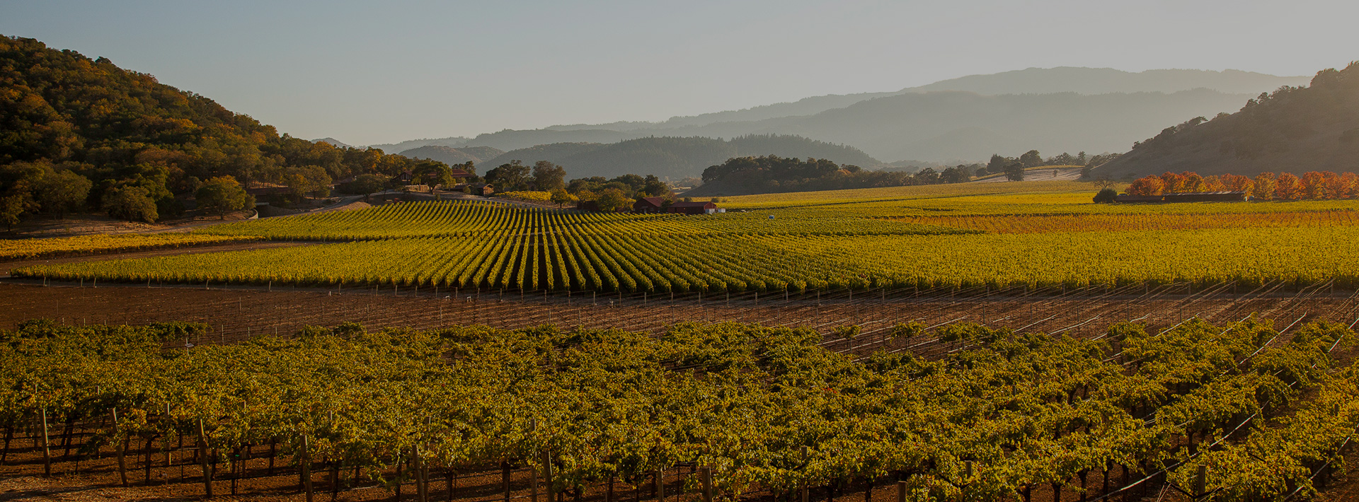 landscape view of vineyards with trees lined up in rows as far as the eye can see with mountains in the background