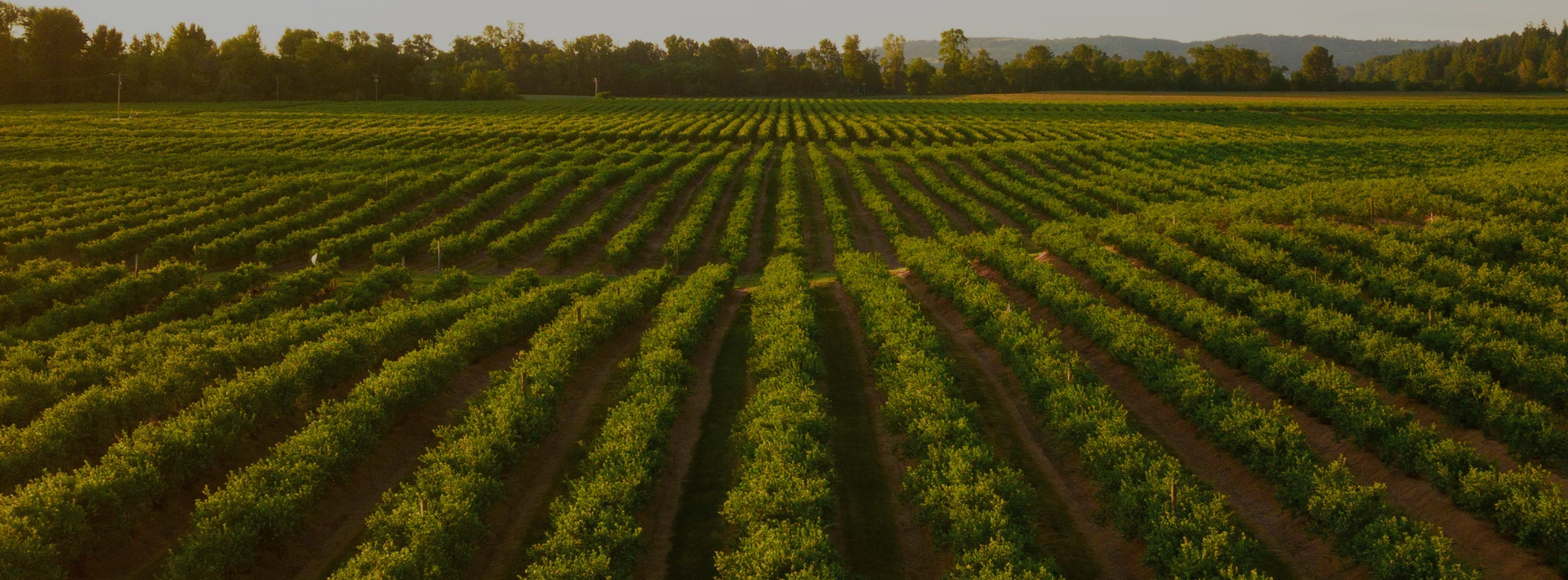 view of rows of vineyard plants at dusk