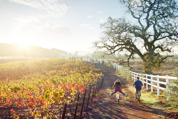 A man and a woman riding bikes in a vineyard