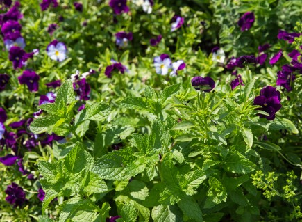 cocktail herb garden