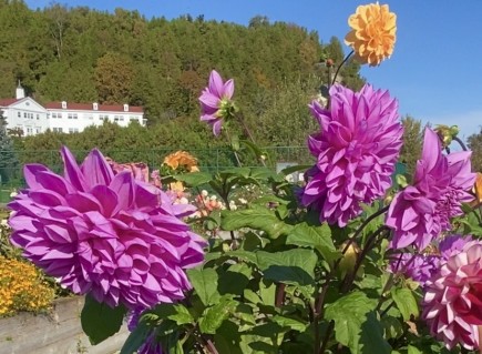 pink and yellow flowers outside