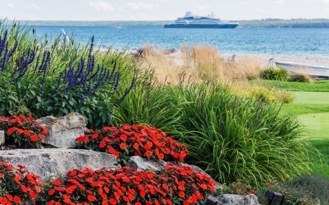 some red flowers in the sea shore and a boat in the background