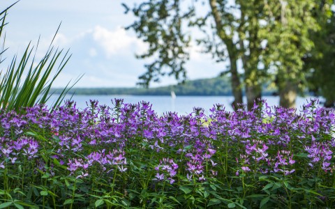 purple flowers with the water in the background