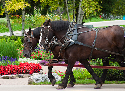 two horses walking around