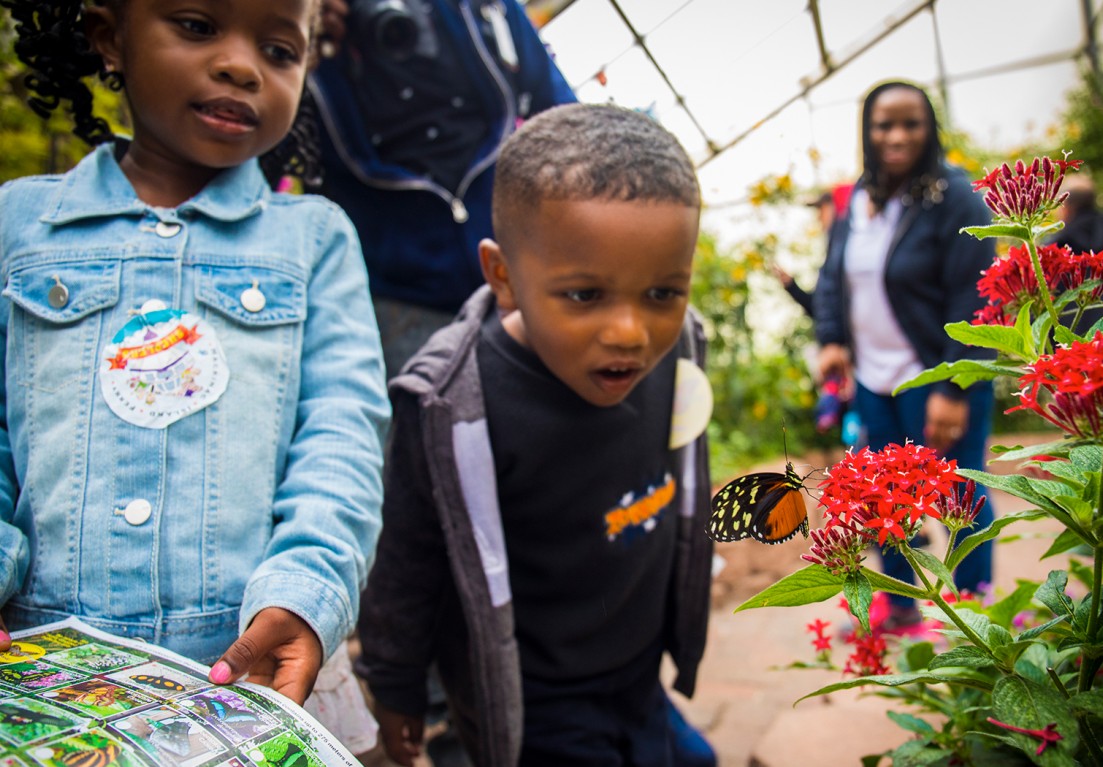 impressed kid looking at the butterfly