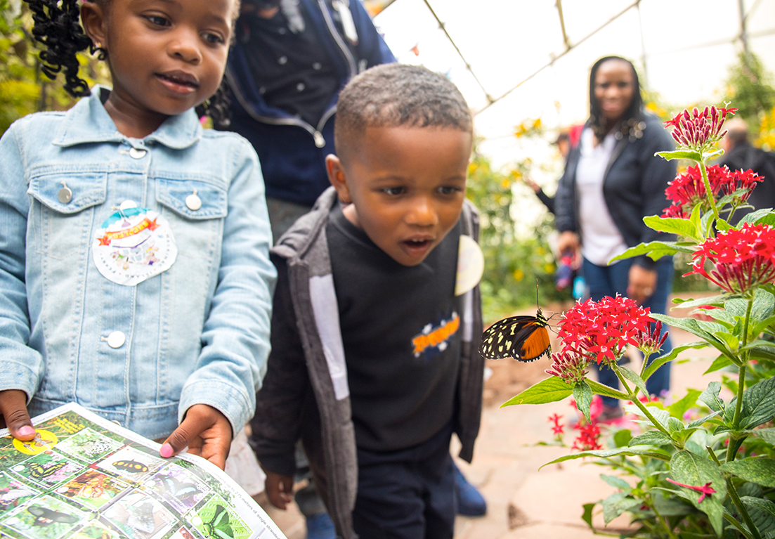 kids looking at the butterfly