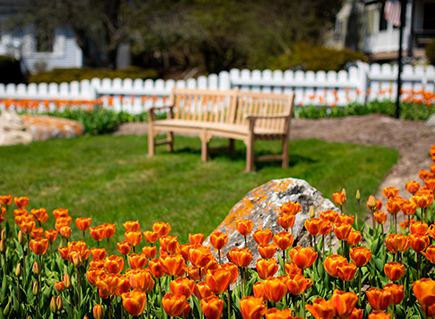 wooden bench and a little flowers around