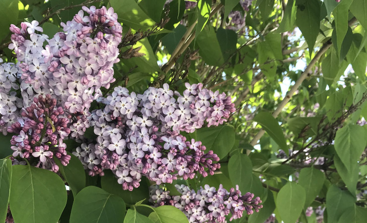LILAC