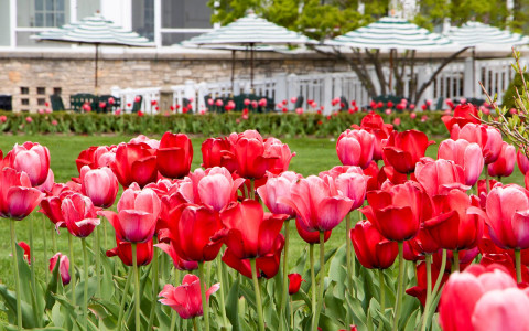 Red tulips in full bloom