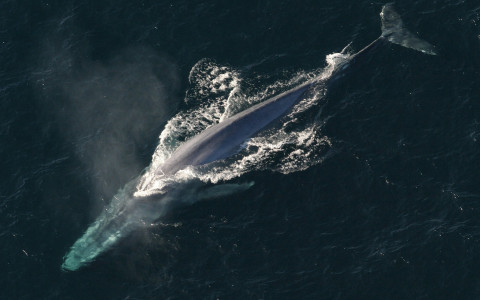 Aerial view of a blue whale