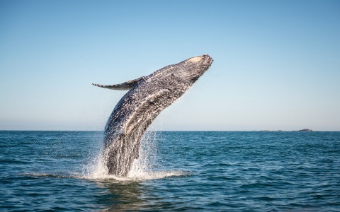 Whale jumping out of water 