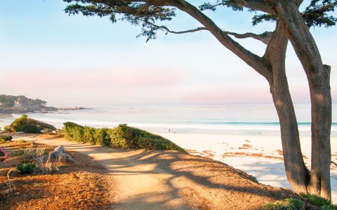 Ocean view with sand and tree
