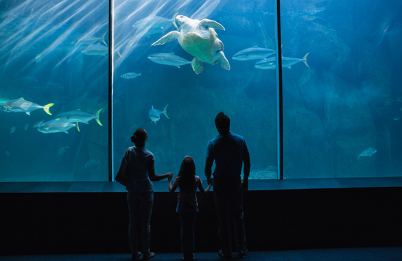family viewing fish