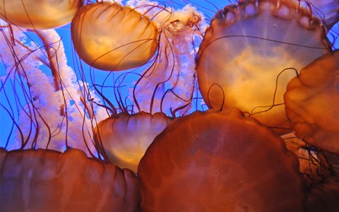 Monterey Bay Aquarium Package