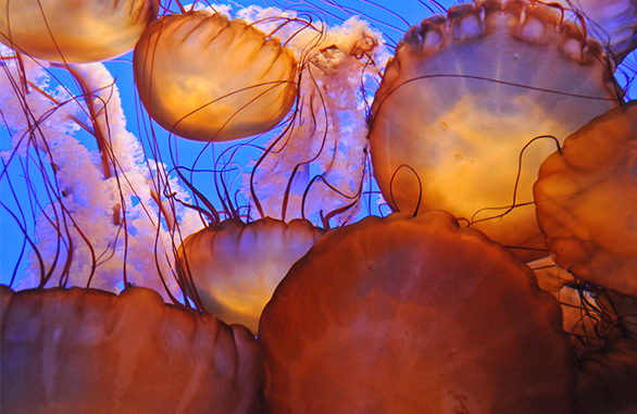 jelly fish