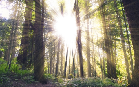 Sun-filled trees on a hiking path