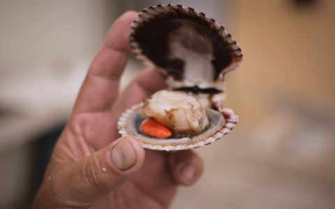 Fresh Oyster