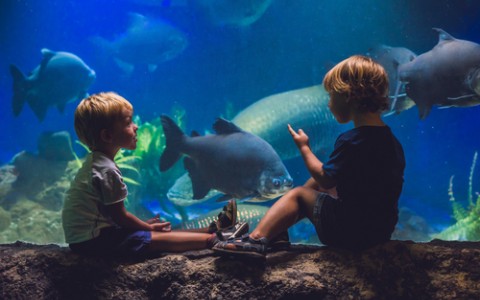 two young boys looking in a tank at the aquarium