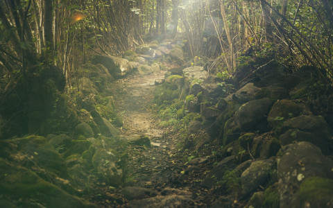 forest path