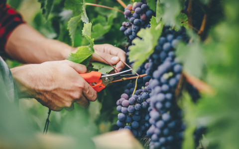 man harvesting grapes in vineyard