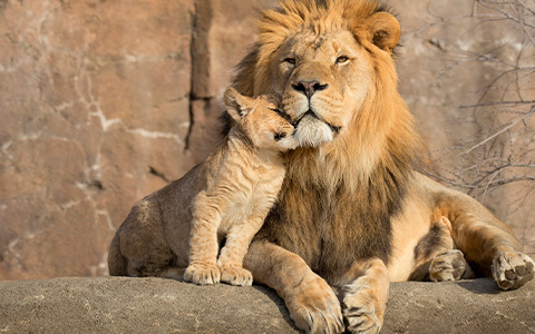lion and cub 