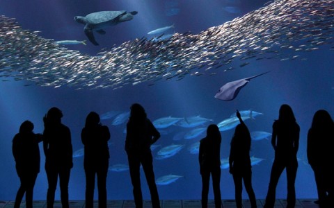 people viewing fish