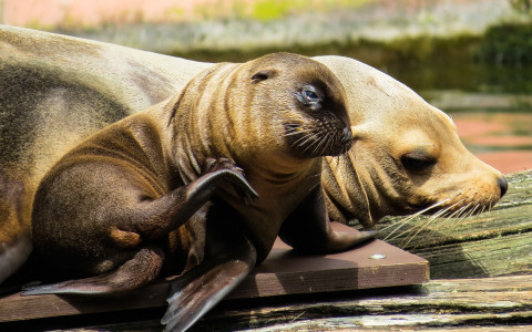 sea lion and sea lion pup on a dock
