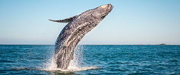 monterey web explorersprogram princess monterey whale watching