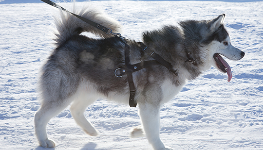 a close up of a husky walking on a leash through the snow