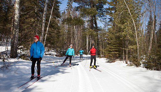 a group of four skiers skiing during the day with lots of tall trees all around them