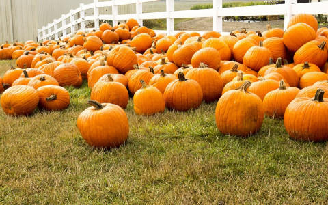 Collection of orange pumpkins on green grass next to a white fence