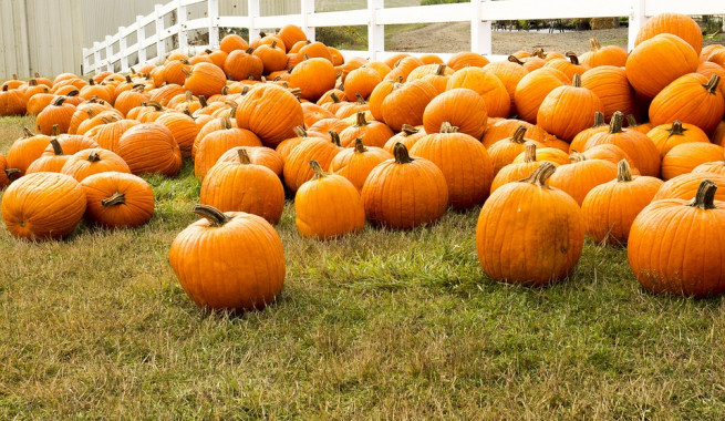 Collection of orange pumpkins on green grass next to a white fence