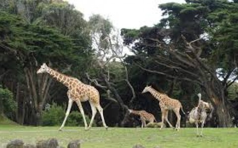 Giraffes in wildlife