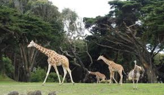 Giraffes in wildlife