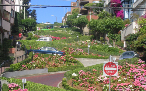Lombard Street in San Francisco with cars on the road pink flowers curved road and green foliage