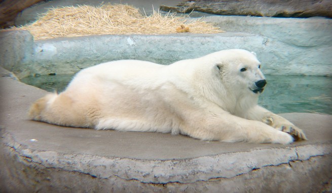polar bear in zoo