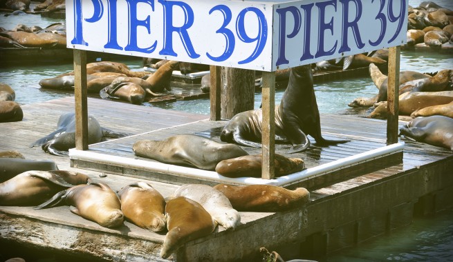 pier 39 sign with seals sunning