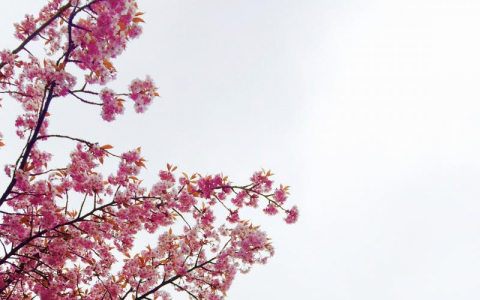 Pink Cherry Blossoms in Bloom white sky