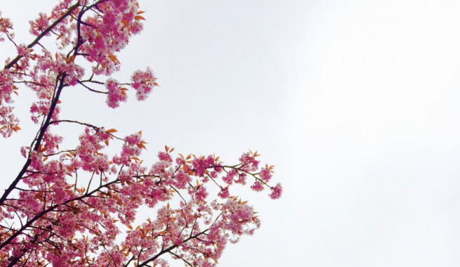 Pink Cherry Blossoms in Bloom white sky