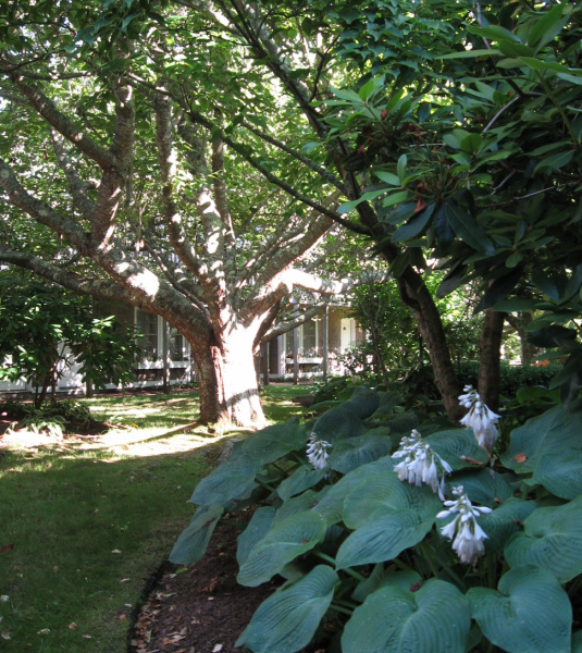 courtyard view