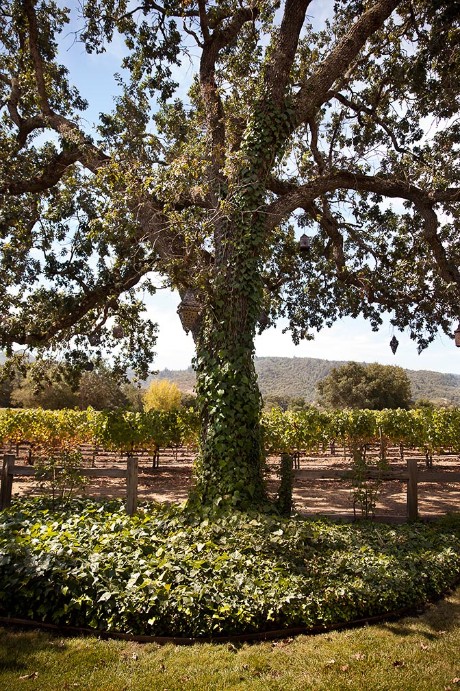 Front view of a green large tree next to the vineyard