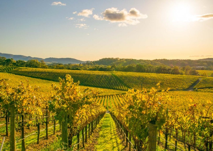 Admire the scenery of California's Wine Country