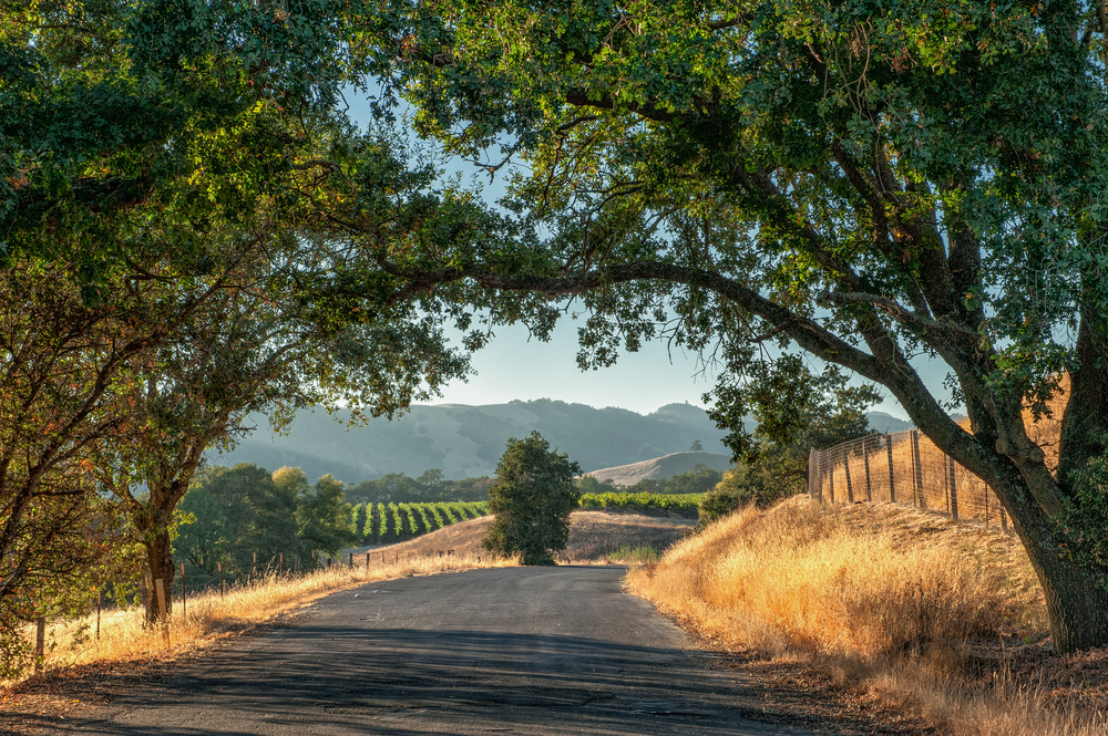wine country road