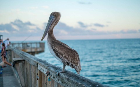 pelican standing on the pier 