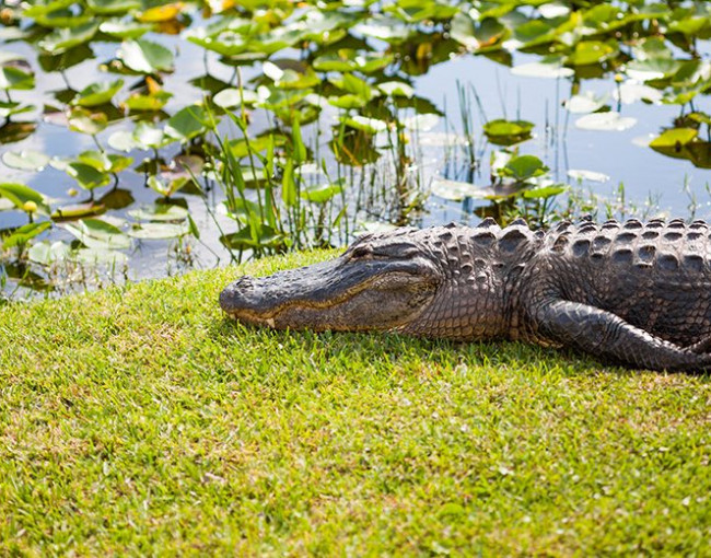 an alligator laying on the grass next to a body of water covered with plants and lillypads