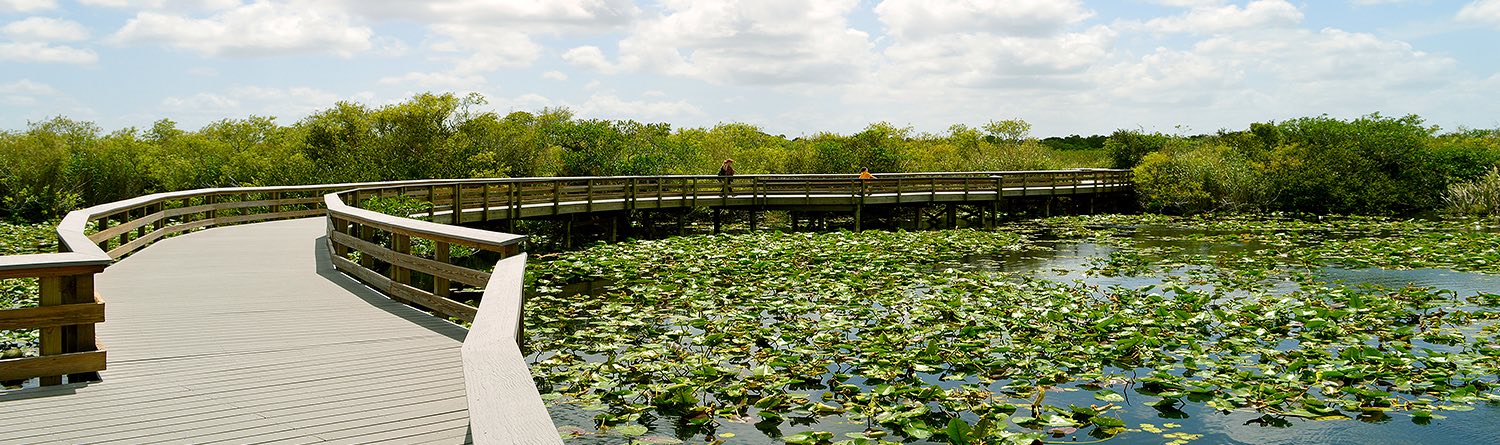 a boardwalk overtop a pond filled with lillypads
