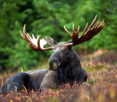 front facing image of reclining bull moose with antlers