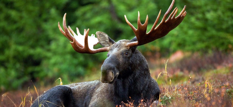 front facing image of reclining bull moose with antlers