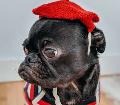 pug in red beret