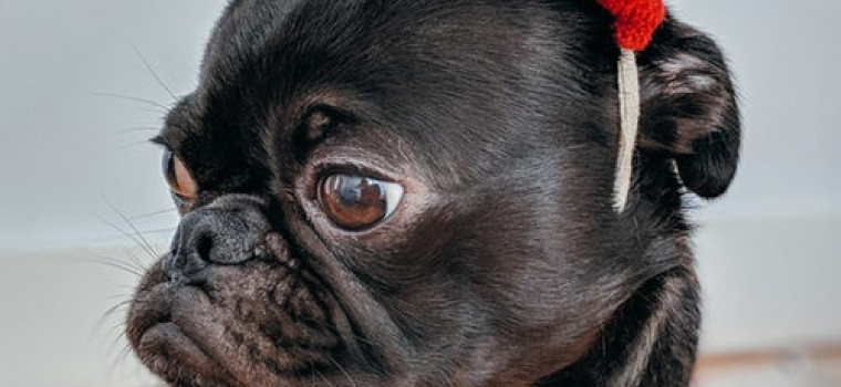 pug in red beret